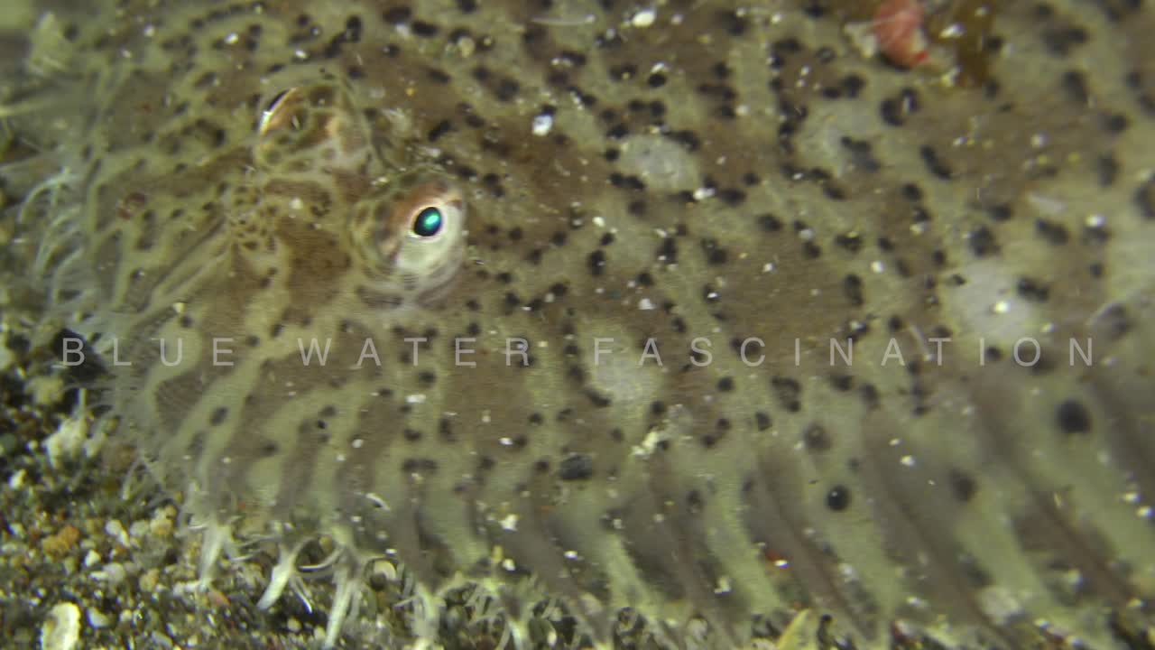 Flounder super close up on volcanic sand in the Philippines