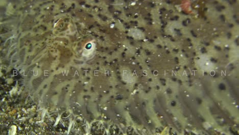 flounder super close up on volcanic sand in the philippines