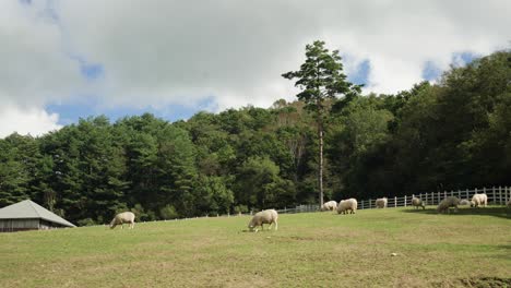 herd of merino sheep scattered on hillside pasture yard grazing grass in open field by old farm barn house