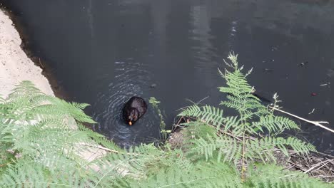 Beaver-sitting-in-the-lake-and-eating-carrot-with-his-teeth