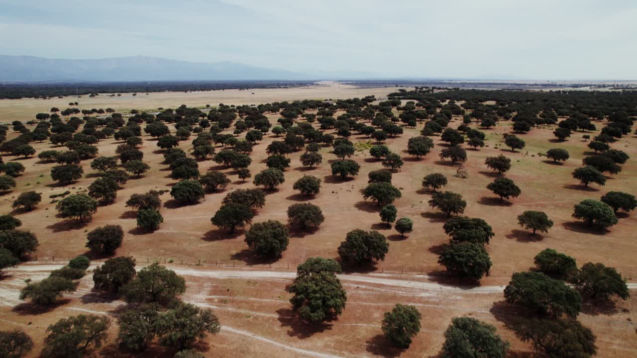 건조 한 풍경 에 있는 오크 나무 들 의 공중 사진