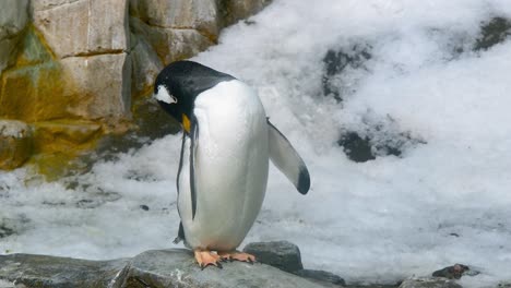 gentoo penguin on a rock