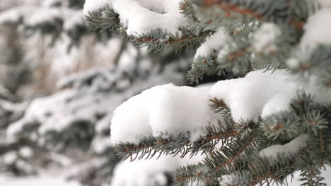 靠近一棵松树的树枝,上面堆满了新鲜的雪