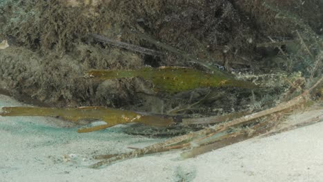 un par de robustas agujas de mar se balancean en las aguas de la gran barrera de coral imitando pastos marinos flotantes