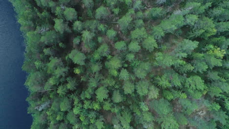 Vista-Aérea-A-Vista-De-Pájaro-De-Un-Bosque-Sueco-Verde-Y-Un-Río-Azul-Oscuro