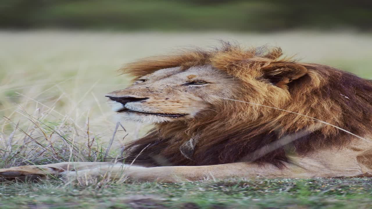 Vertical Male Lion Portrait in Africa on African Wildlife Safari, Vertical Video of Male Lion with Big Lions Mane for Social Media Instagram Reels and Tiktok in Masai Mara in Kenya
