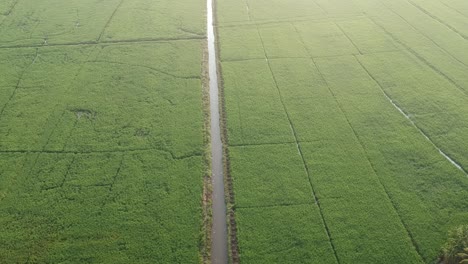 Asian-paddy-field,-village,Aerial-shot,irrigation,River,Sunrise,coconut-trees,Rice-Culture