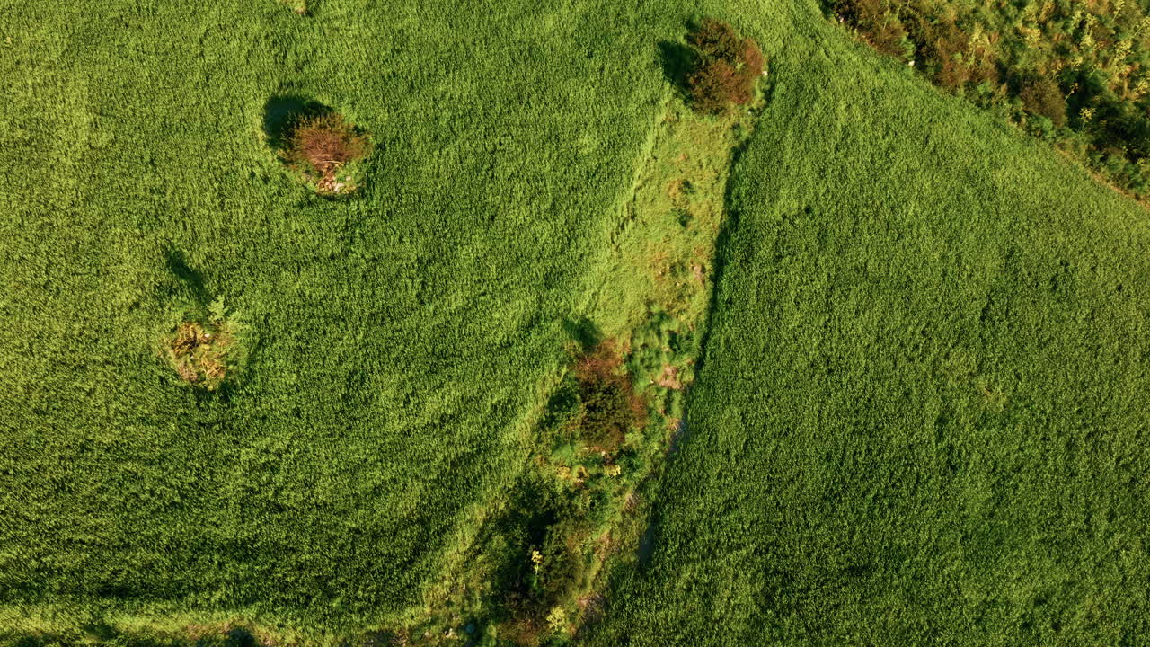 Colinas calabresas con campos de trigo sin cosechar meciéndose con el viento