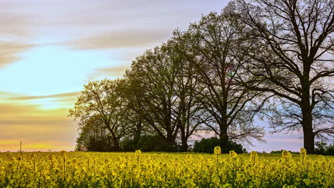 sunset time lapse of yellow rape seed flower farm with big trees on the background