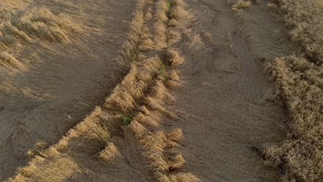 slow aerial inspecting a wheat field flattened by a rain storm