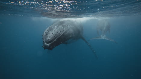 tubérculos en el rostro de una ballena jorobada