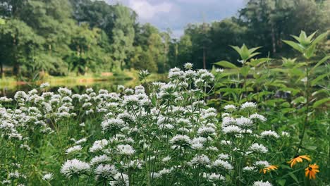 white flowers in a forest setting