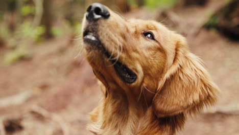 golden retriever puppy smiling and looking around in a forest