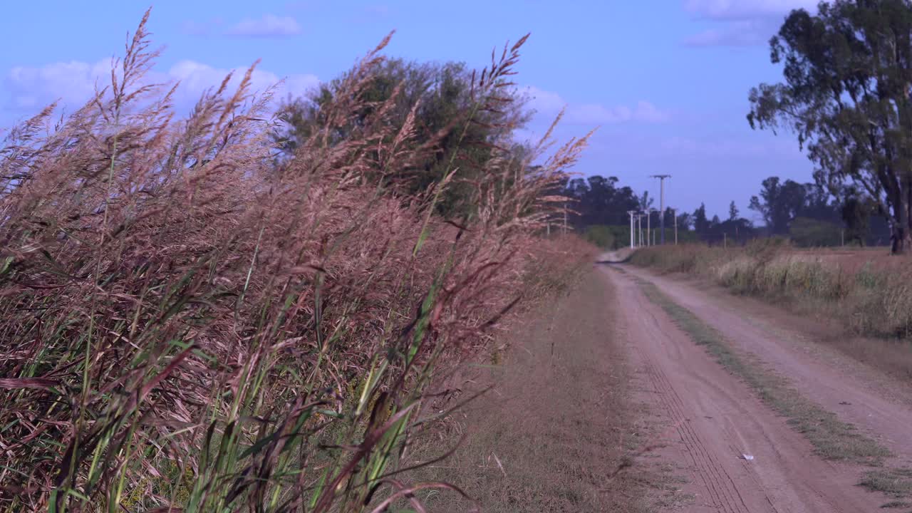 Erbacce mosse dal vento corrono lungo una strada sterrata in una zona rurale