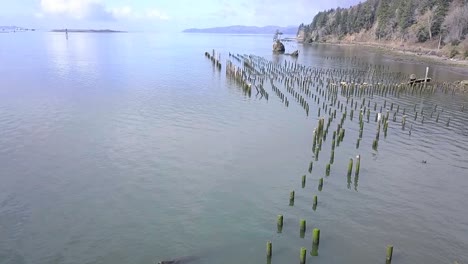 volando por un árbol solitario en una isla rocosa en la bahía con un dron 1080p
