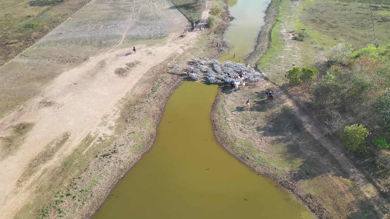 vaqueros conduciendo ganado en una granja en el pantanal sur