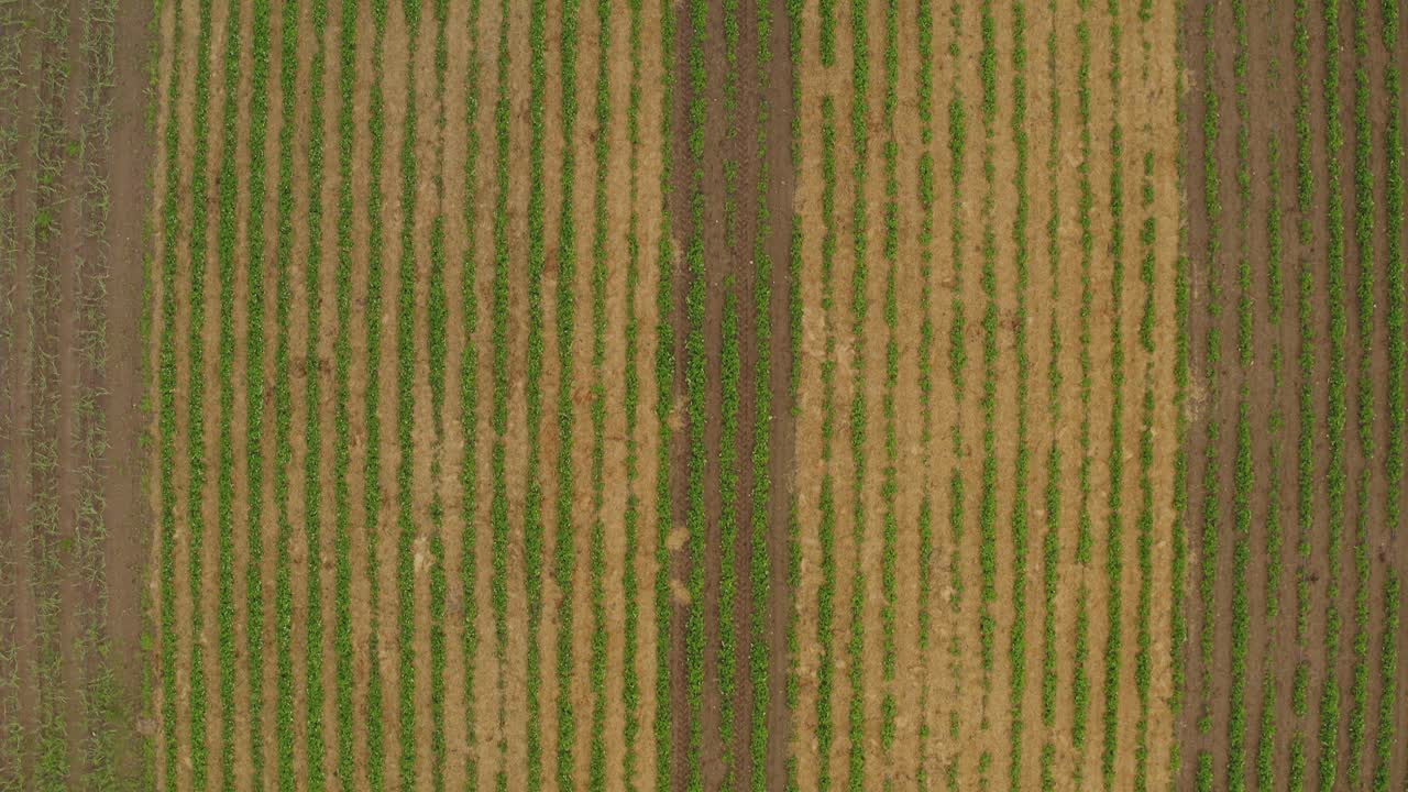 volando sobre un campo de fresas con haulms entre ellos