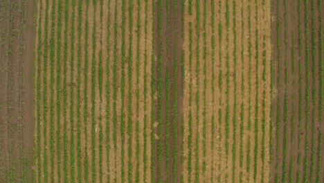 Volando-Sobre-Un-Campo-De-Fresas-Con-Haulms-Entre-Ellos