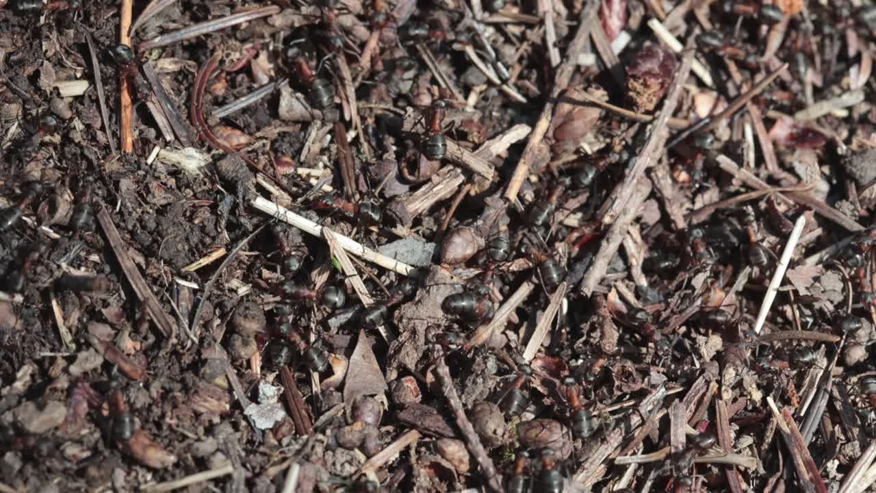 Closeup of Wood Ants, Formica rufa, swarming on top of their nest in early Spring. Wyre Forest. UK