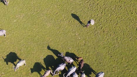 Aerial-Birds-Eye-View-Of-Farmer-Standing-Near-Herd-Of-Buffalo-Walking-Around-On-Grassland-In-Bangladesh