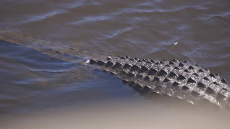 un cocodrilo nadando lentamente a través del agua