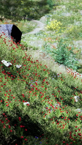 un hermoso campo de flores silvestres rojas