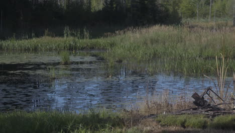 an overgrown pond in upstate new york