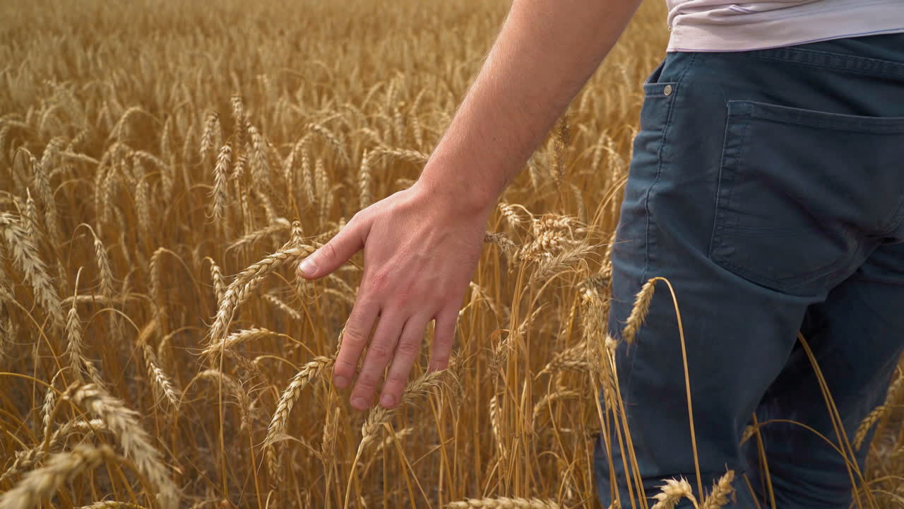 Farmer strokes ripe golden wheat spikes walking across field