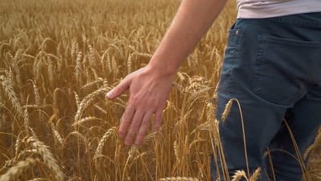 farmer strokes ripe golden wheat spikes walking across field