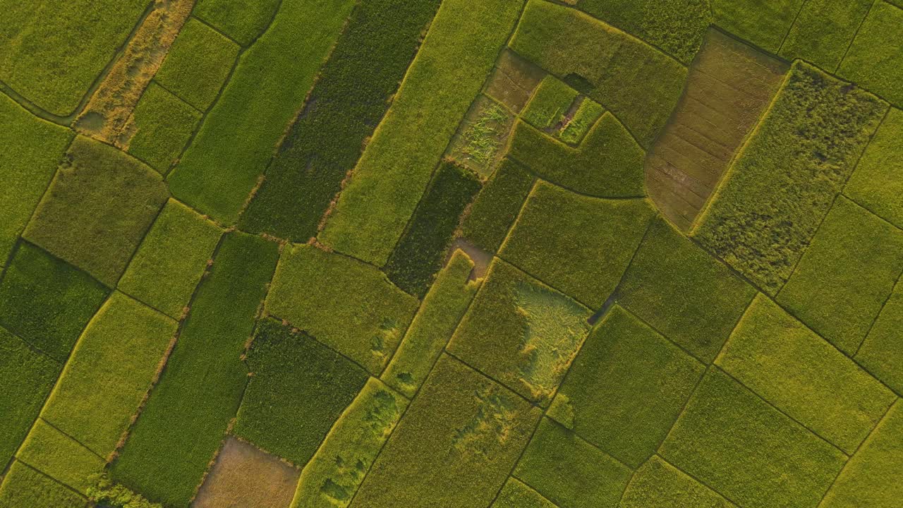 vista aérea de arriba hacia abajo del campo de tierras de cultivo con textura de cultivos verdes