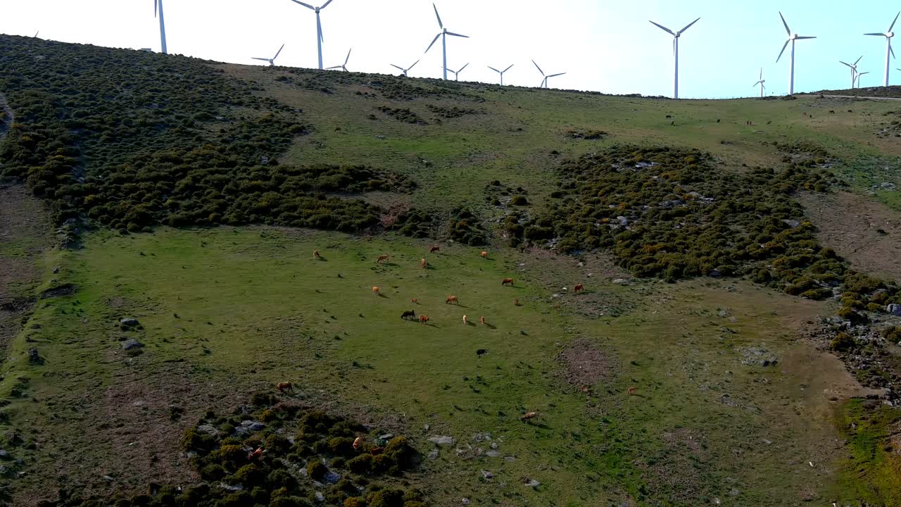 vacas pastando en la ladera con turbinas eólicas girando sobre la cresta en el miradoiro da curota