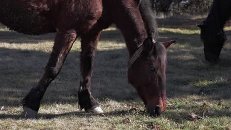 Brown-horses-eating-grass-on-a-countryside-pasture