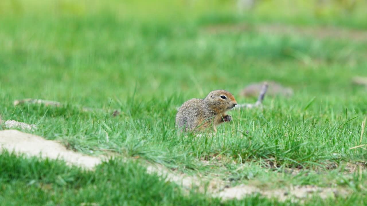 캐나다 유콘 영토의 잔디에서 먹이를 먹는 북극 땅 다람 새끼