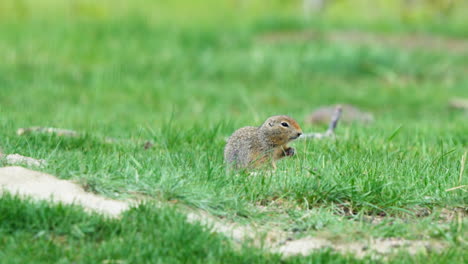 arctic ground squirrel pups feeding on grassy field in yukon territory, canada