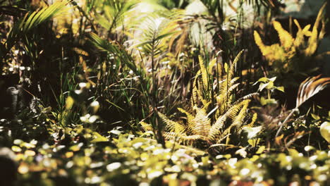 cerrar la hierba y las plantas de la selva