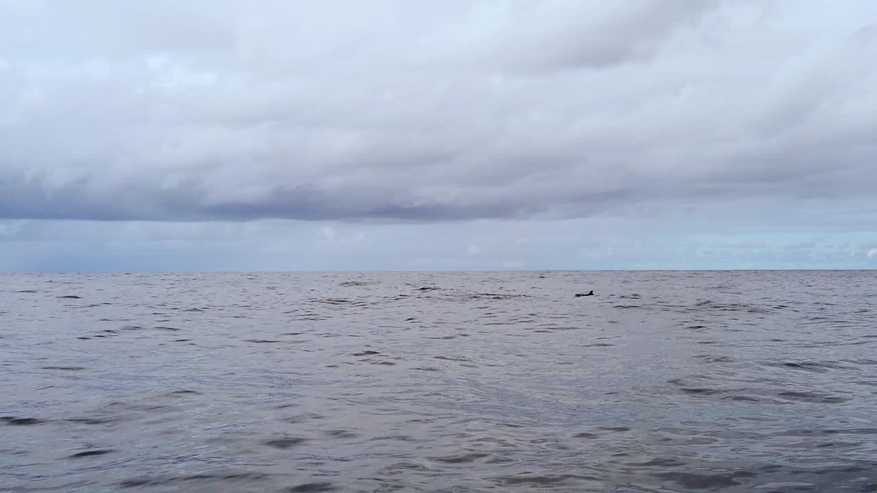 hd 120fps 하와이 카우아이 바다 돌고래 표면에서 보트 타기