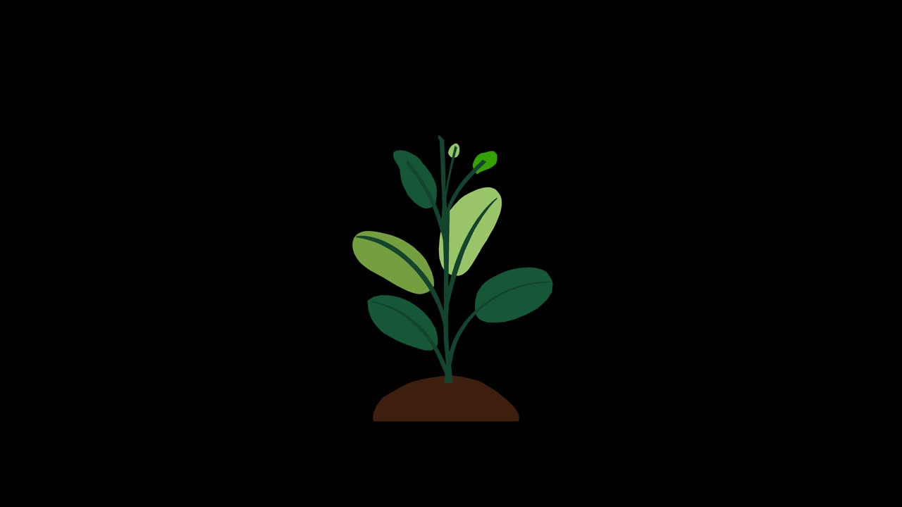 Plant with 8 leaves grows and germinates on dirt mound on black background overlay