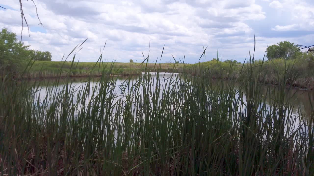 pan-camión disparó a través de juncos en las orillas del lago maría en el arsenal de rocky mountain en denver, colorado