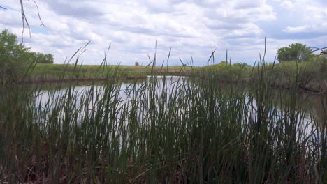 pan-truck shot across reeds on the shores of lake mary at the rocky mountain armory in denver colorado