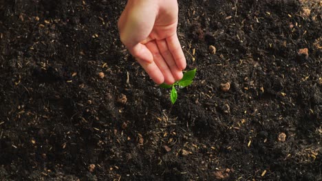 close up of farmer's hand watering a tree sprout after planting it with black dirt mud in the garden