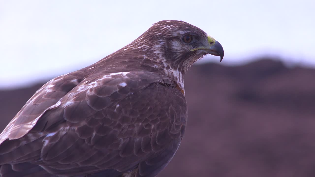 갈라파고스 호크는 갈라파고스 제도 에콰도르에서 먹이를 찾습니다