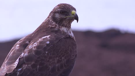 un halcón galápagos busca presas en las islas galápagos ecuador