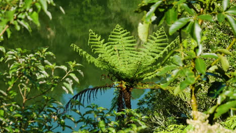 close up shot of green plants and fern in foreground growing on shoreline of natural lake inside tropical jungle of new zealand