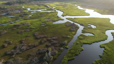 Drone-shot-of-salt-marsh-early-in-the-morning-with-the-sun-rising,-and-birds-flying