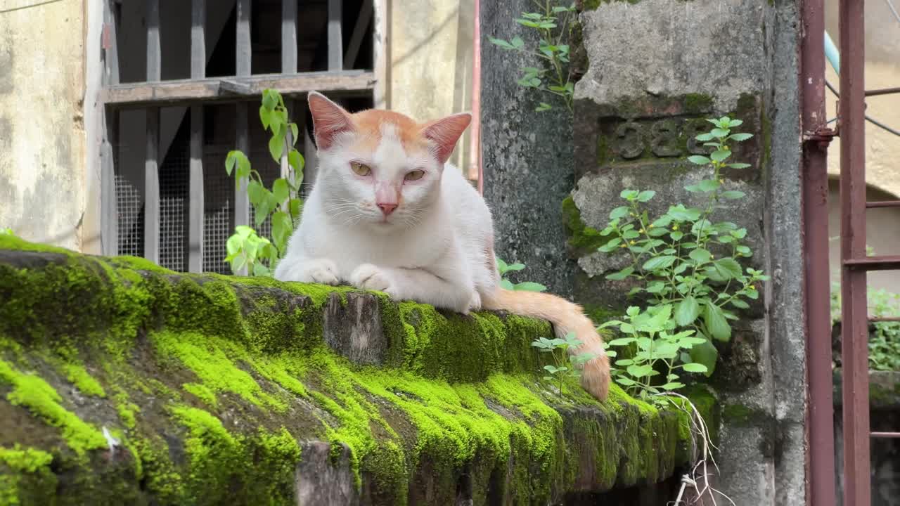 Full shot of resident cat resting on old historic fungal wall with eye contact in natural green background monsoon season with old window in background.