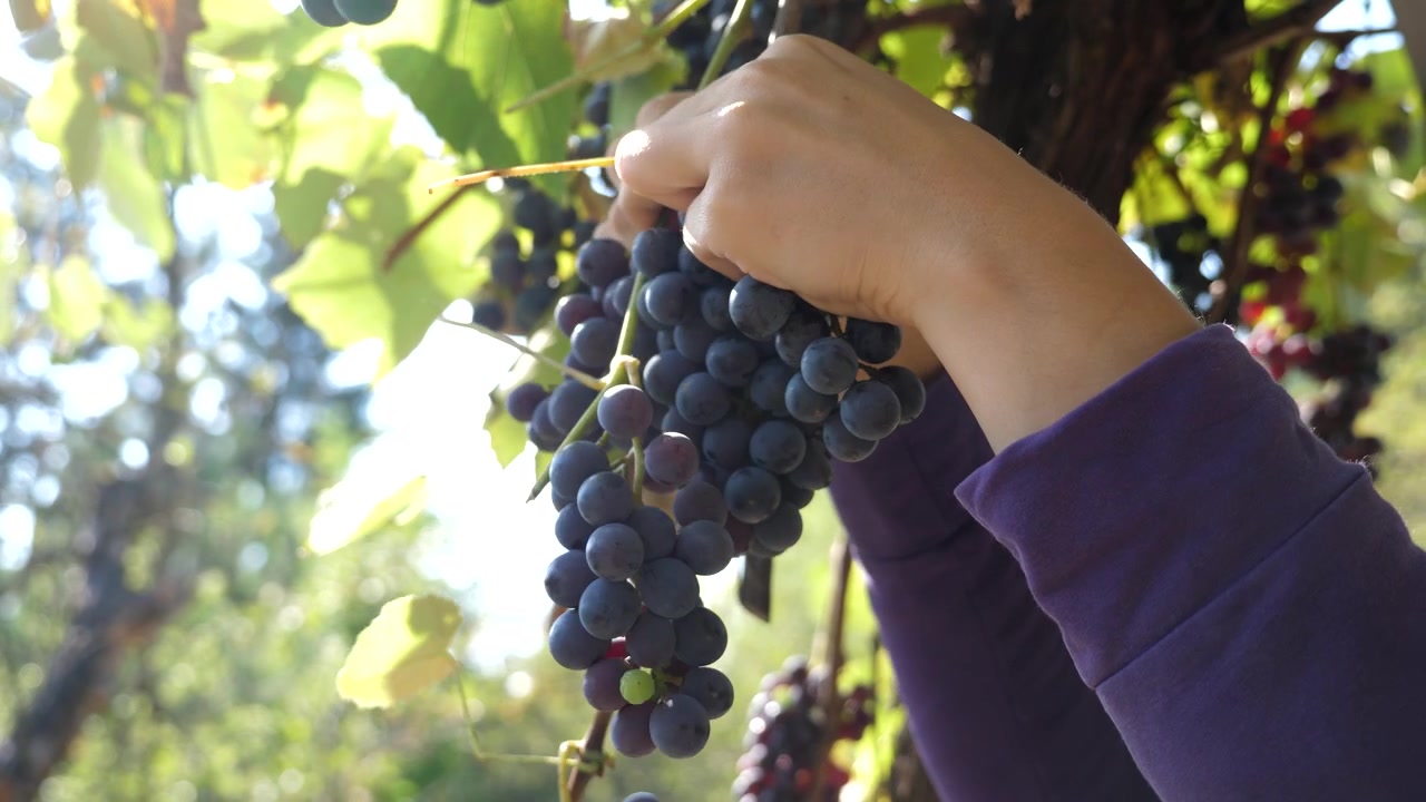 Mani che raccolgono uva viola matura dalla vite del vigneto sotto la calda luce del sole. Raccolta di frutta fresca con grappoli d'uva pendenti e foglie verdi durante la luce naturale del giorno.