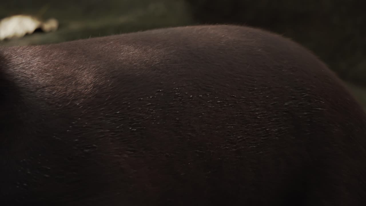 카메라를 쳐다보는 희귀한 태양  ⁇ 은 빠르게 돌아서서 사라집니다.