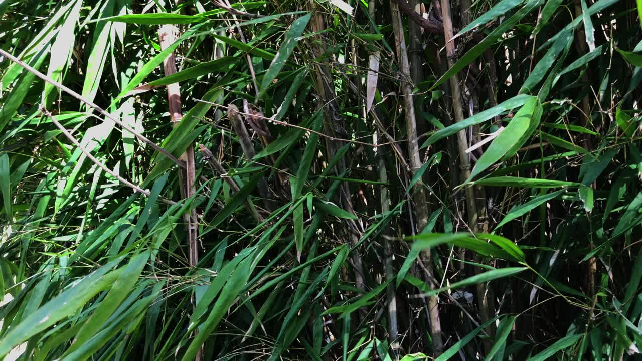 대나무 숲 근접 사진