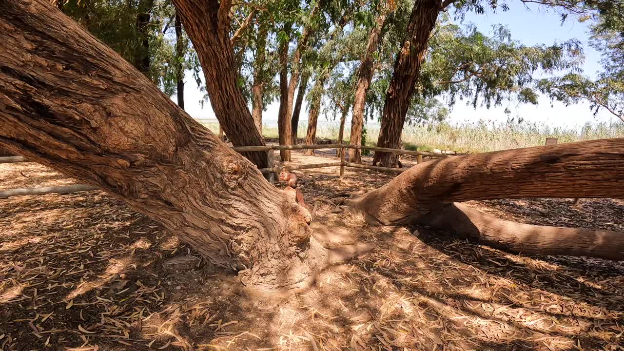 Lo scoiattolo nella foresta