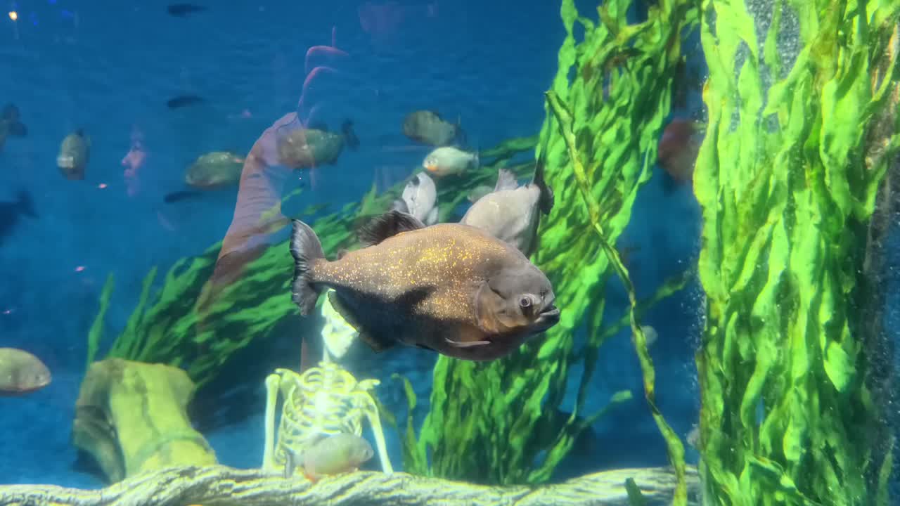 수족관 에 있는 피라냐